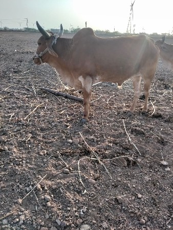 ગોઢલો વેચવાનો છે