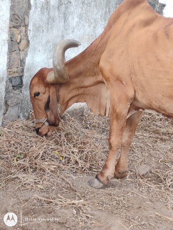 બડધ