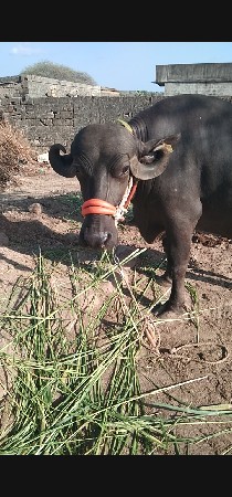 ભેંસ વેચવાની છે