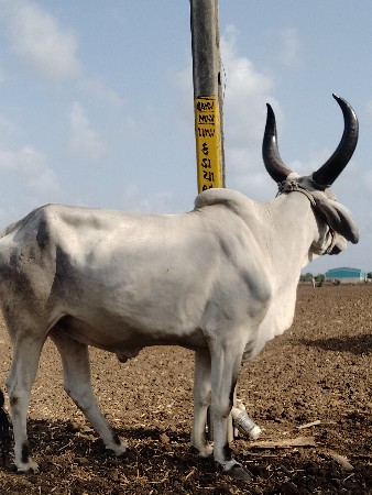 આ બળદ વેચવાનો છે