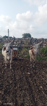બળદ વેચવાના છે