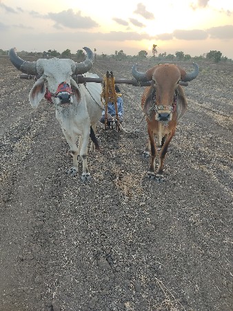 બરડ વેચવાના છે