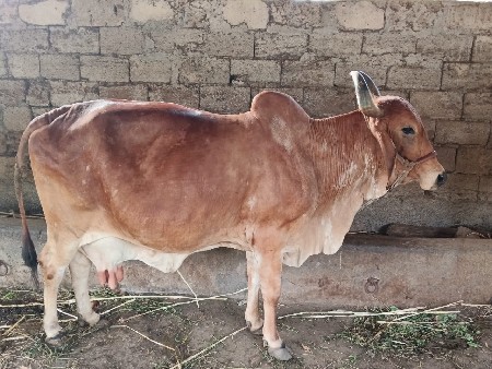 ગાયી vesvani સે