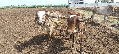 ગોઢલા વેચવાના છે