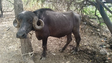 🐃
