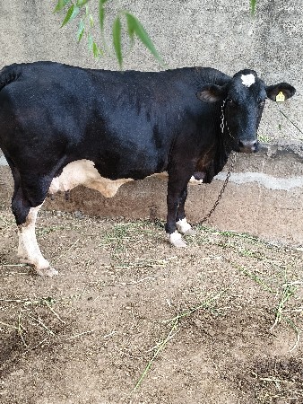 વેચવાની છે