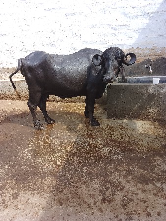 ખડેલી વેચવાની છે 2 વેતર