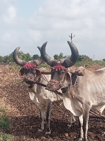 ગોધલા વેચવાના છે