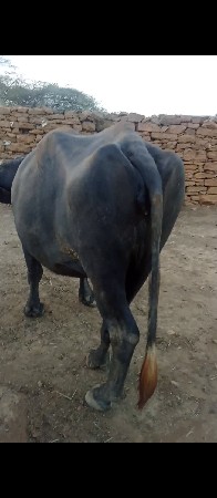 bhes vechvani che