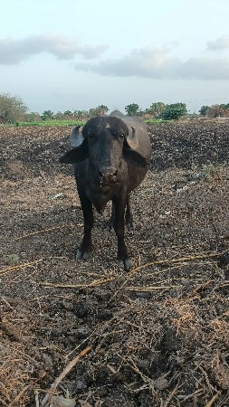2 ખડેલા વેચવાના છે