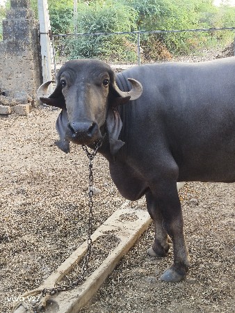 અઢી વર્ષ નું ખળેલુ વેચવાનું છે