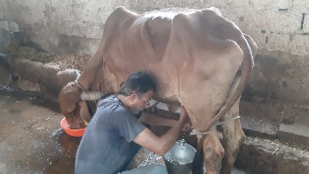 વિપુલભાઈ ગોરબાપા