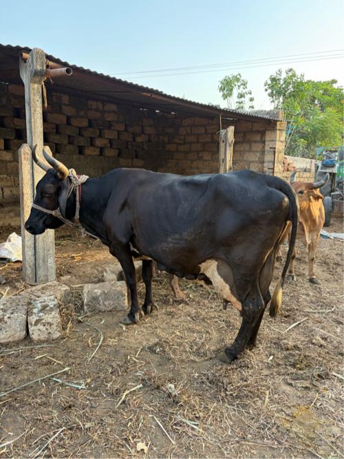 ગાય વેચવાની છે
