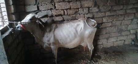 gaay vesvani che