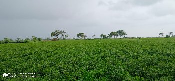 માંડવી નો ભુકો વેચવાનો છે.