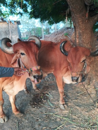 બળદ વેંચવાના છે.