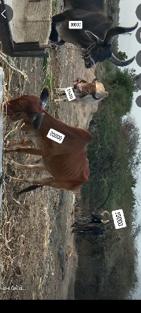 4 બરદ વેચવાના છે