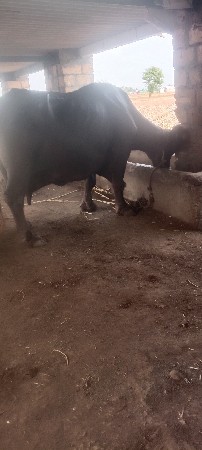 ભેસ