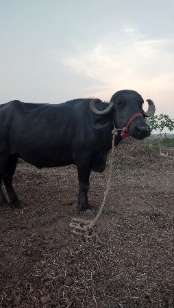 વેચવાનું છે