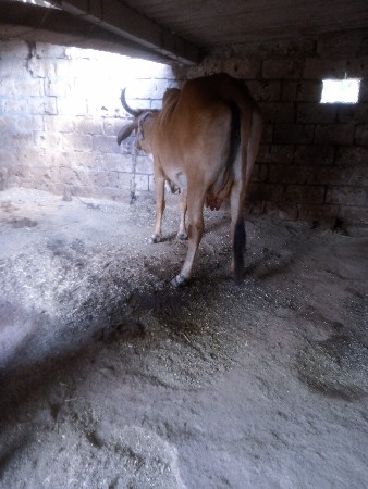 ગાયવેસવાનીછે