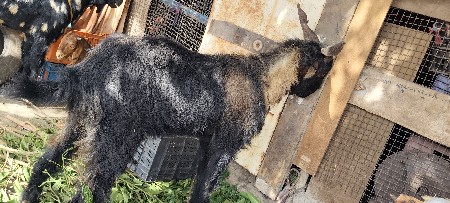 બોકડો વેચવાનો છે ત્રણ વર્ષનો છે