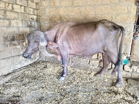 જાફરાબાદી ખડાય