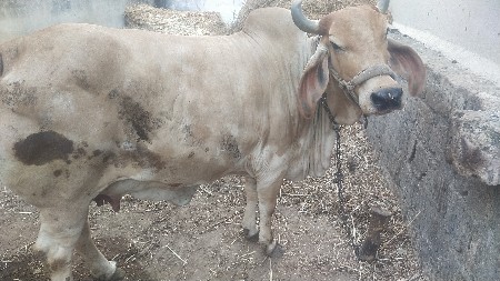ગાય વેચવાની છે