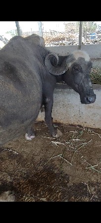 3 જુ વૅતર ગાભણી
