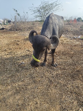 ખળેલી વેચવાની છે