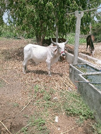 ગોઢલો વેચવાની છે