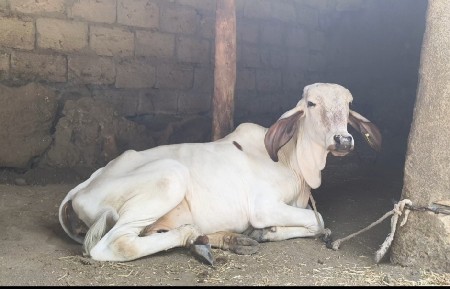 વેચાણ