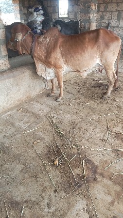 ગીર ગાય વેચવાની છે