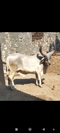 વેચવા નો સે