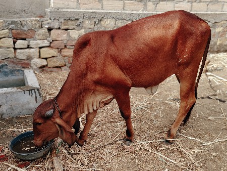 વાસડી(ગાય) વેચવી છે.