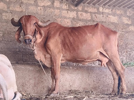 ગાય વેચવાની છે