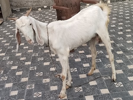 3 bakri devaniche