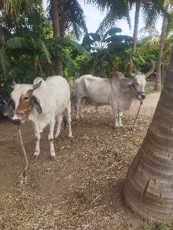 એક ઘોધલો ને એક બે વાવણી નો બળદ