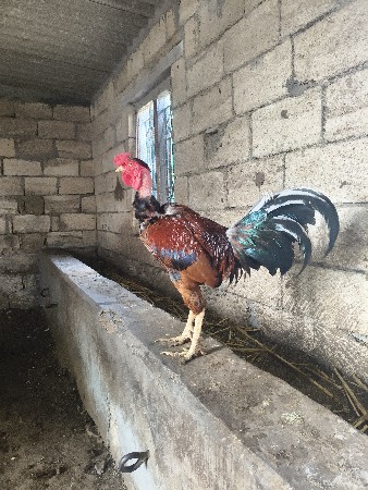 મરઘાં વેચવાના છે