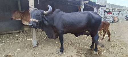 A Kali Gay Vechavani