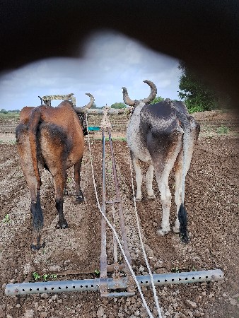 બળદ વેચવાના છે બધિ જવાપદારિ