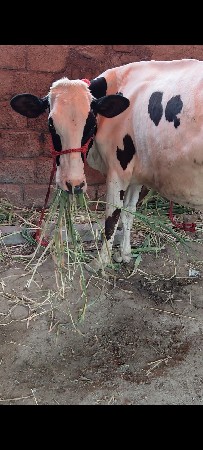 આ ચાર ઓડકી વેચવાની છે