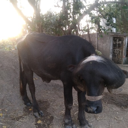 પાડો   7698178878