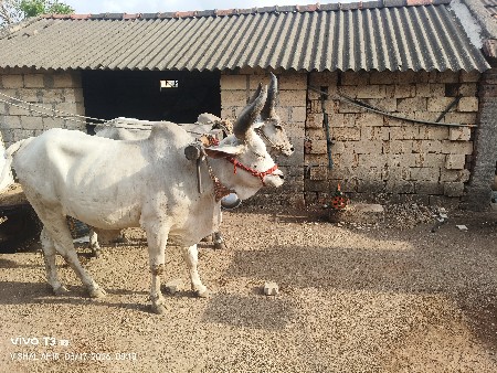 બળદ વેચવાના છે