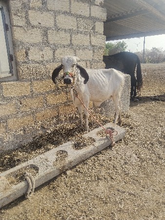 વેચવાની છે
