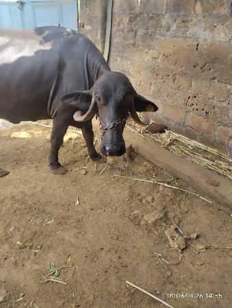 ભેંસ વેસવાની છે