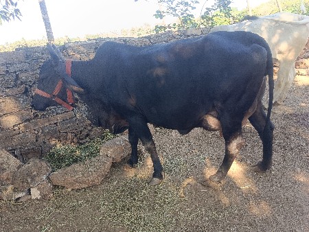 દેશી ગાય છે