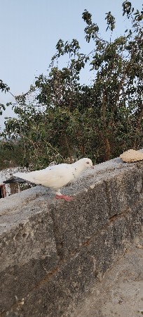 કબુતર 3