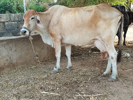 jarasi gaya