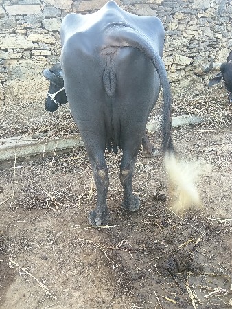 ભેસ