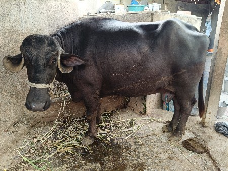 બે વેતર ની ભેંસ છે